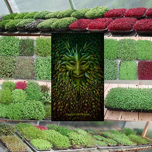 Greenman Microgreens